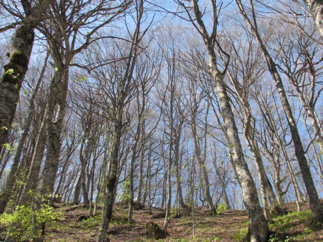 foreste005.jpg