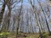 foreste005_small.jpg