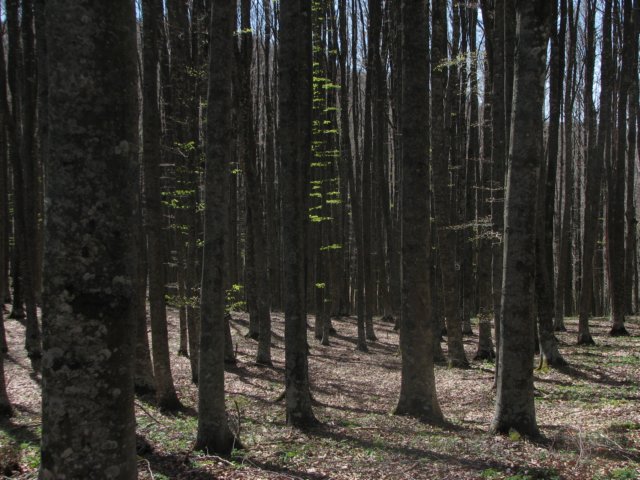 foreste007.jpg