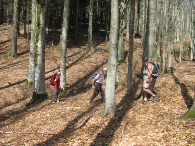 foreste021.jpg