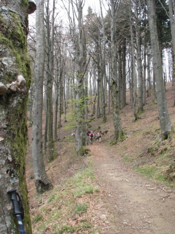 foreste044.jpg