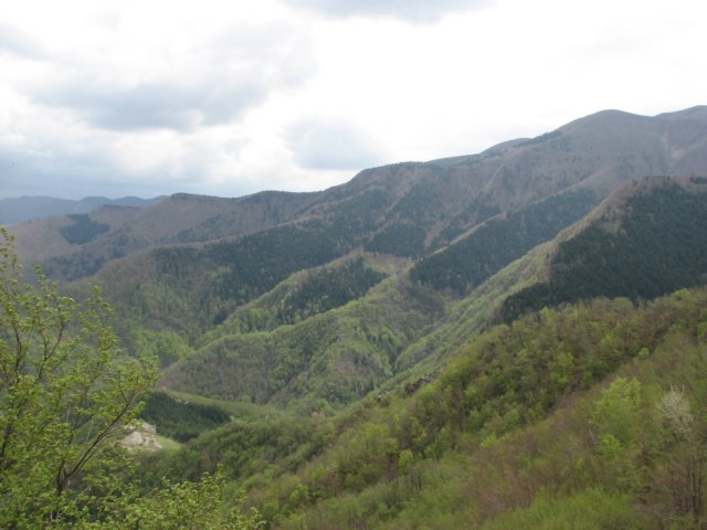 foreste108.jpg