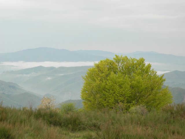 foreste132.jpg