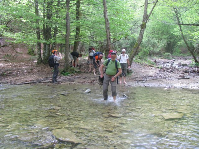 foreste138.jpg