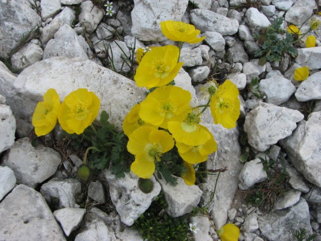 palaronda_053.jpg