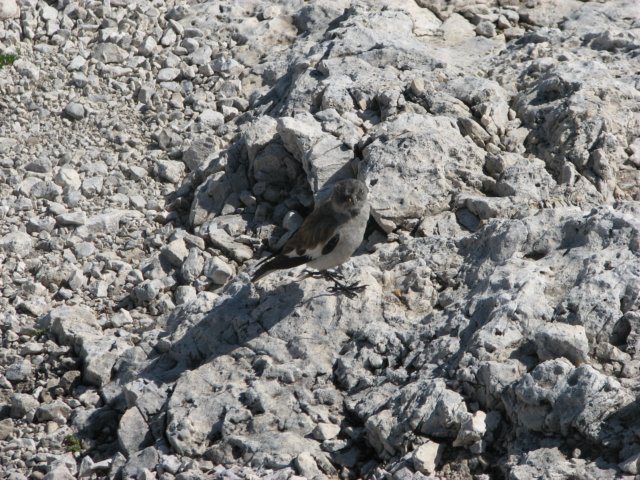 palaronda_065.jpg