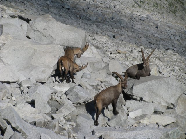 trekkingadamello054.jpg