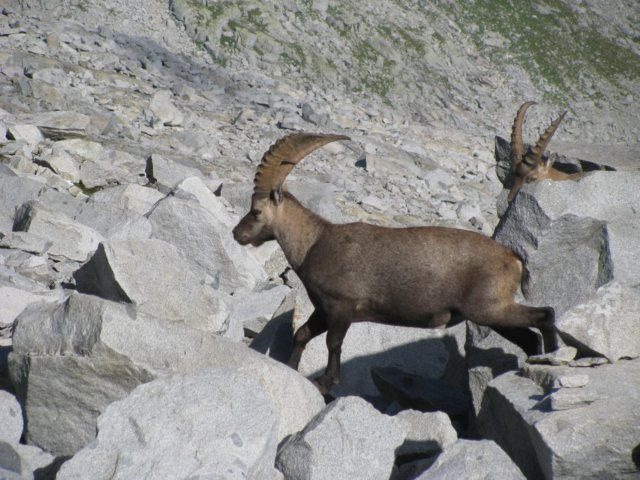 trekkingadamello056.jpg