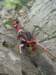 trekkingadamello094_small.jpg