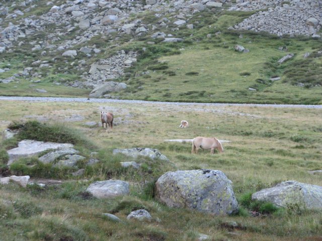 trekkingadamello116.jpg