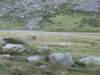 trekkingadamello116_small.jpg