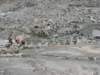 trekkingadamello205_small.jpg